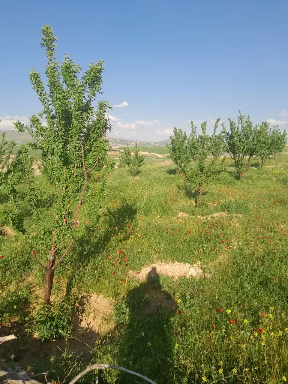 زمین کشاورزی روبروی پل باباحسین