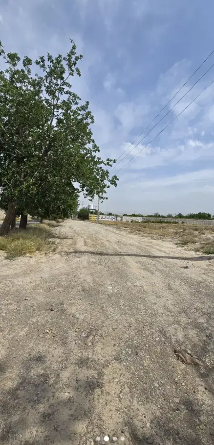 زمین در بید گنه چسب بافت سند تک برگ
