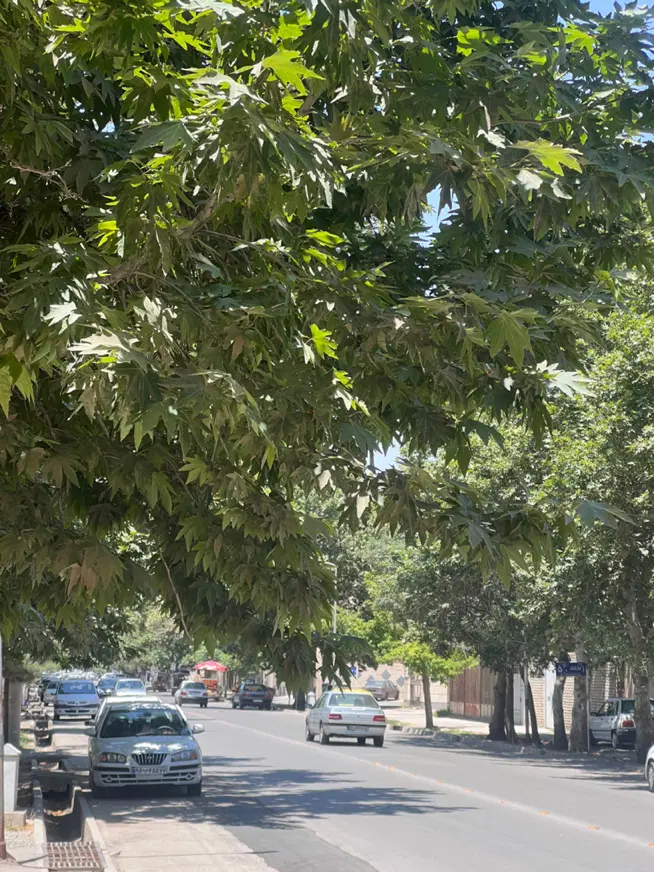 کلنگی با ۷ سقف پروانه ساخت خیابان کمال