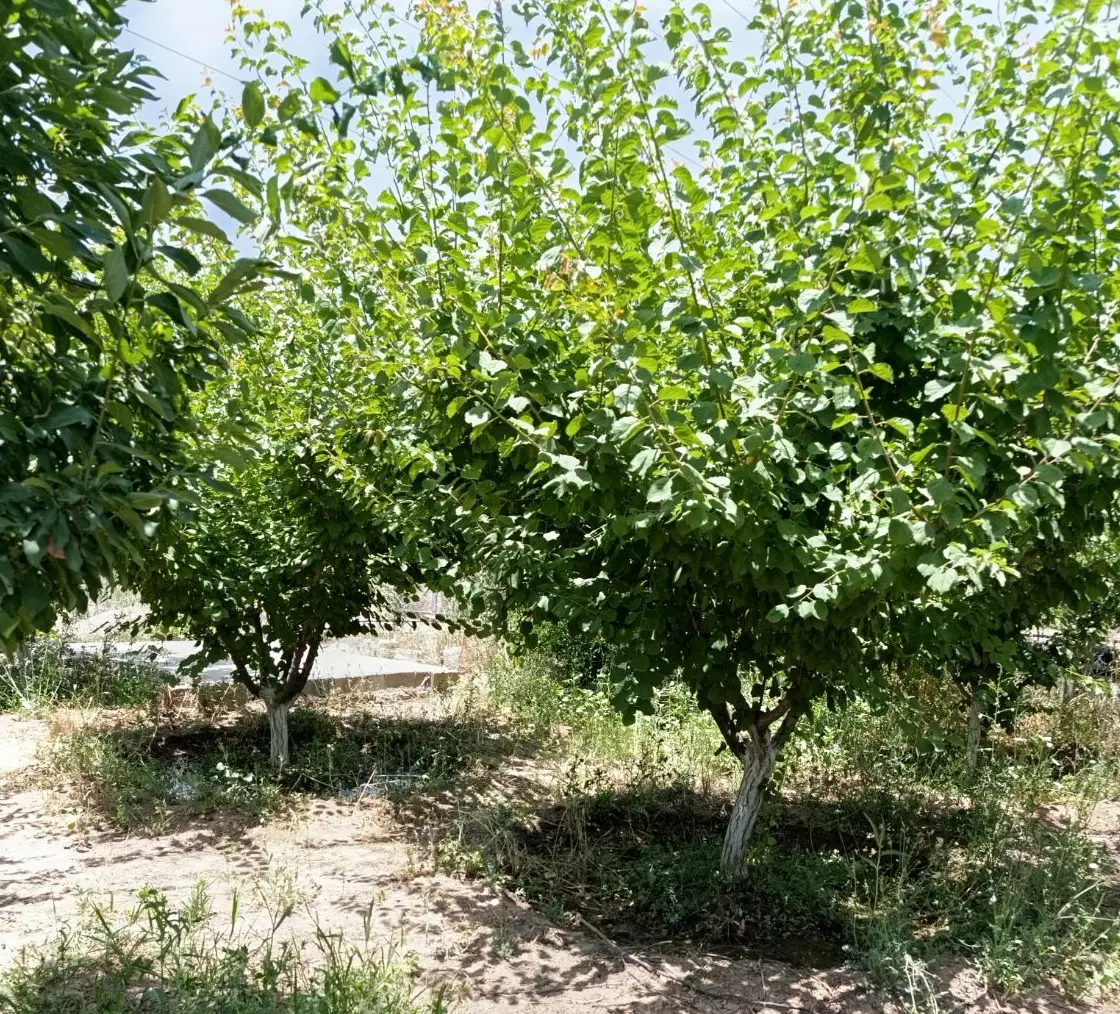 باغ عسگراباد  سراب چنگایی  ۱_۱۶۷ متر شیک