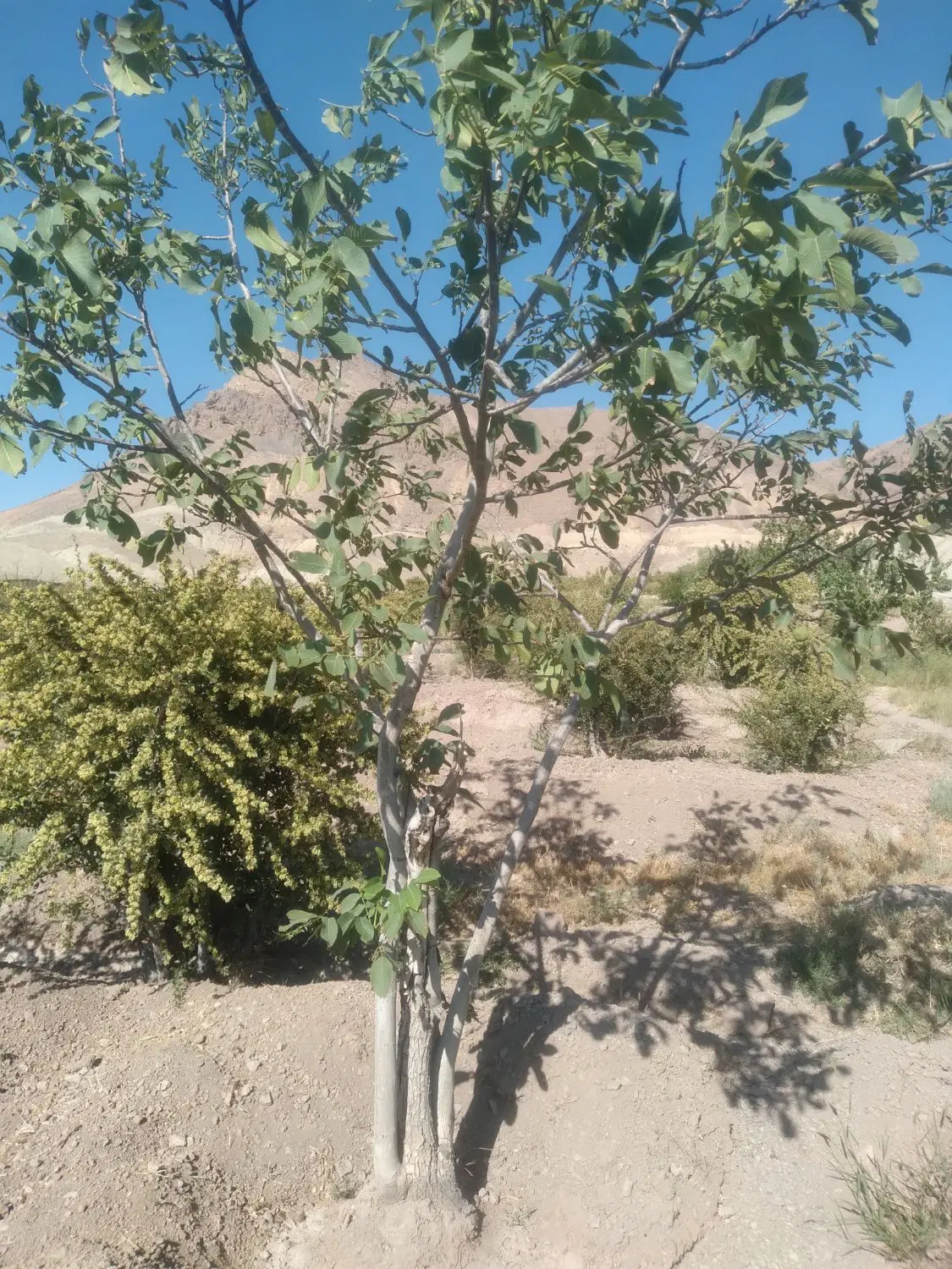 فروش چند قطعه زمین کشاورزی (منطقه کوهستانی)