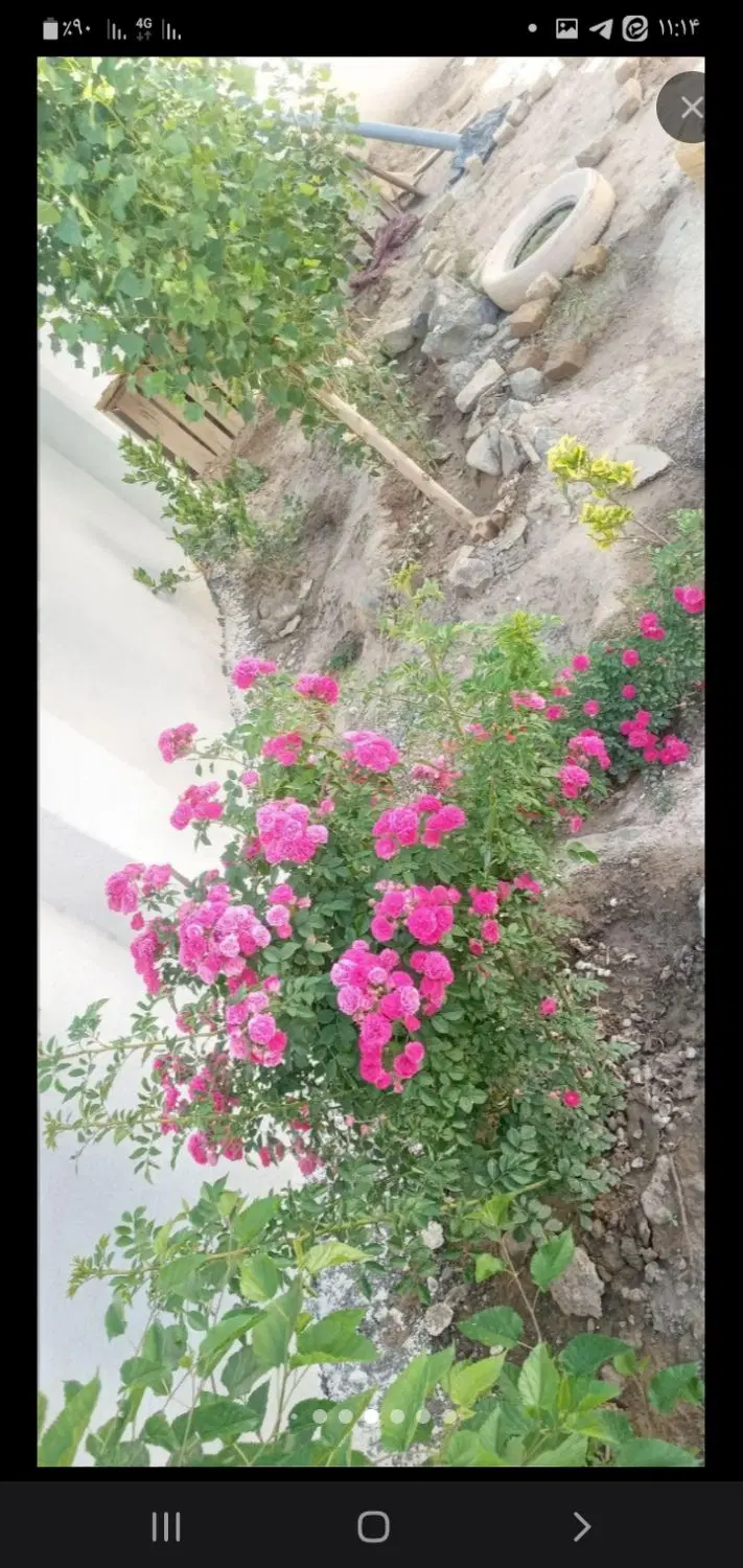 ۲۲۰ متر باغچه بازیربنا