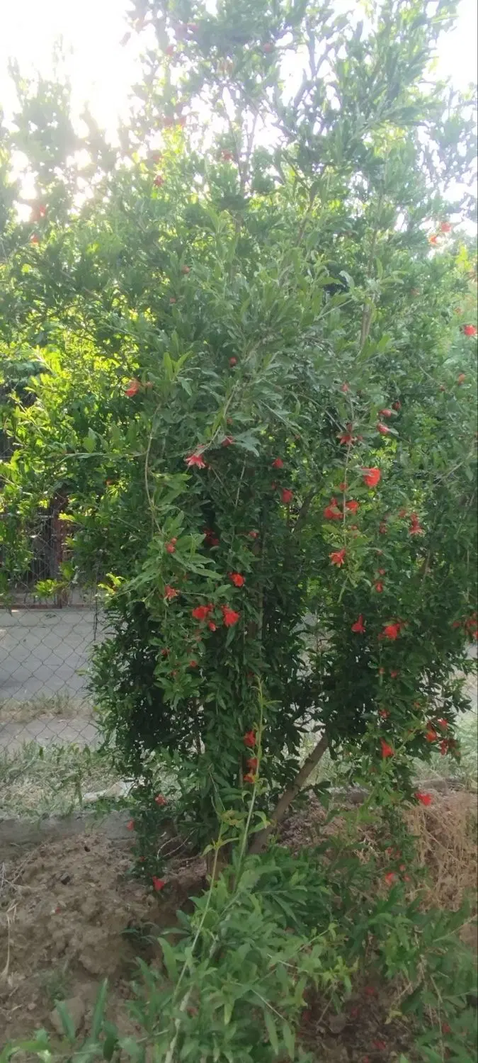فروش باغ حسن آباد