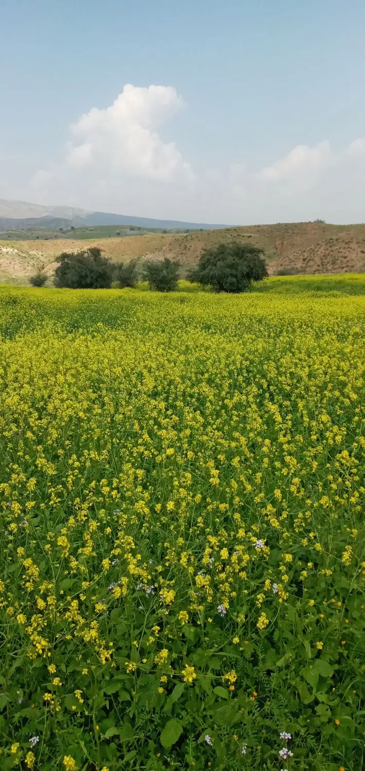 فروش باغ زمین در پریکدون .پریکدان