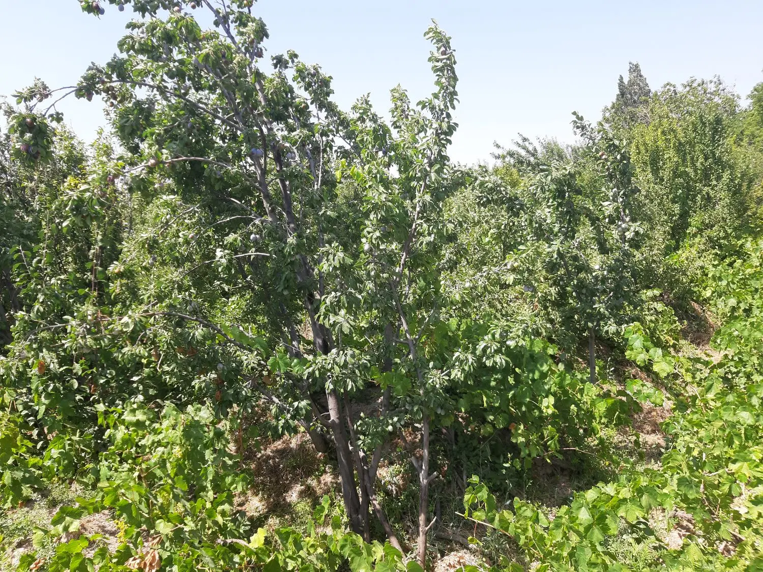 فروش زمین کشاورزی