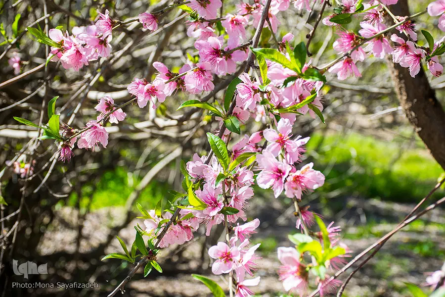 فروش باغ ثمری