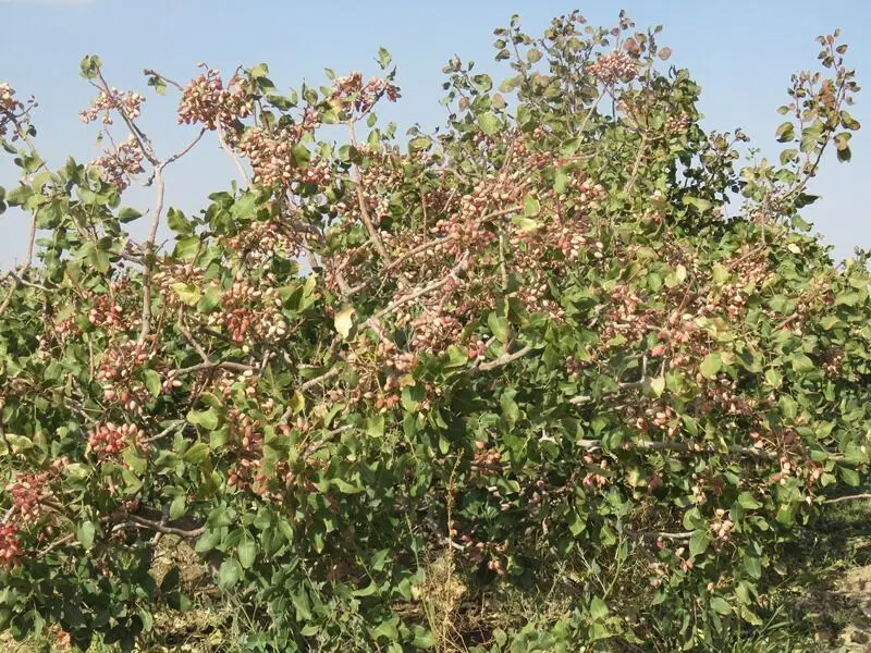 باغ پسته ، ۱۶۰۰ متر مربع ، قزوین