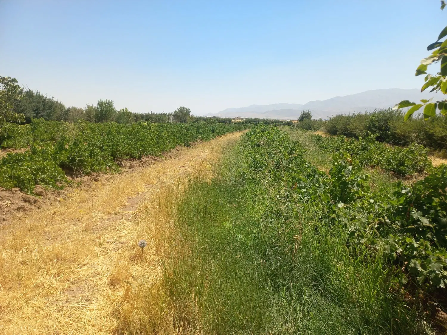 فروش زمین‌ مهدیس