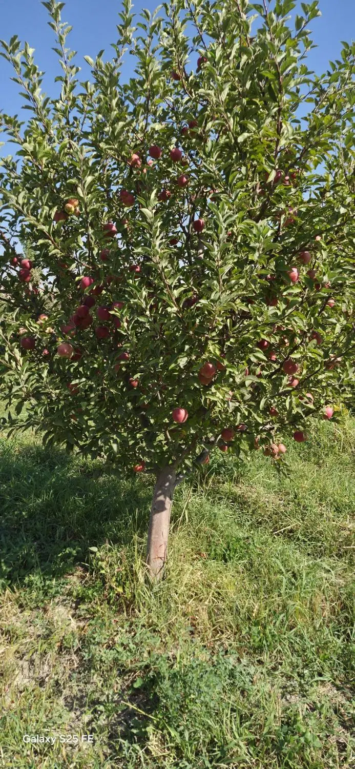 اجاره باغ سیب روستای خطایلو