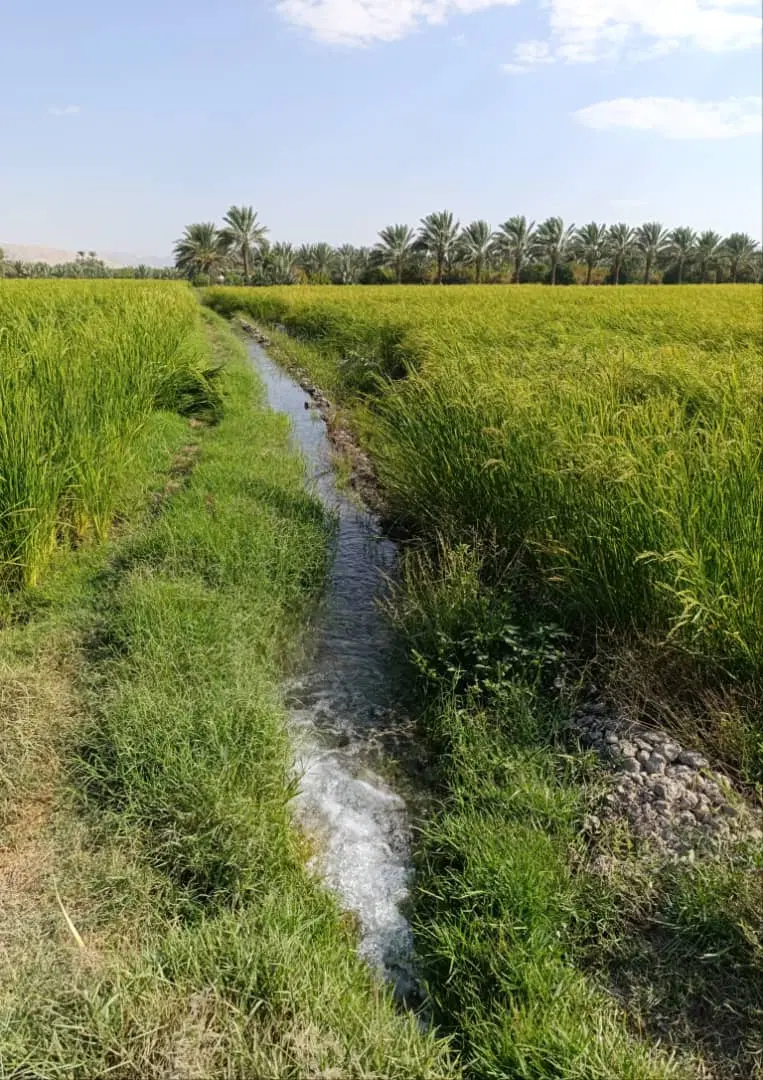 زمین باغی لشکون لامرد