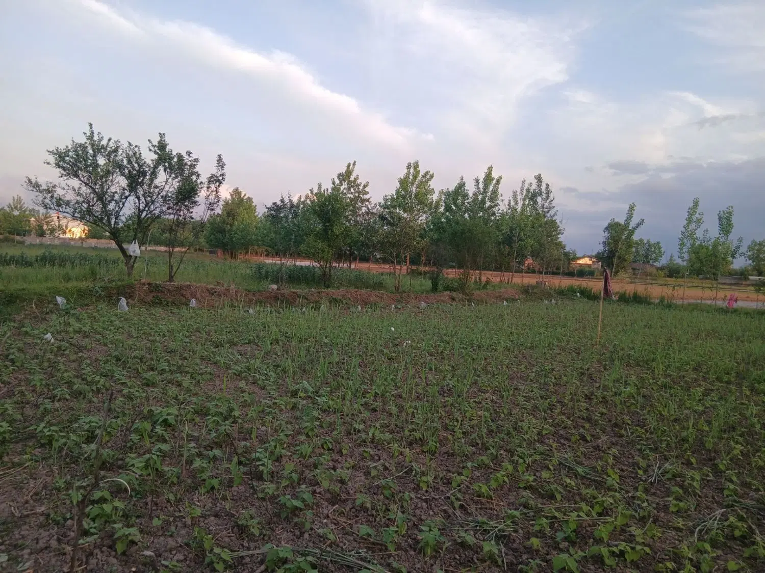 زمین باغی در شهر خمام