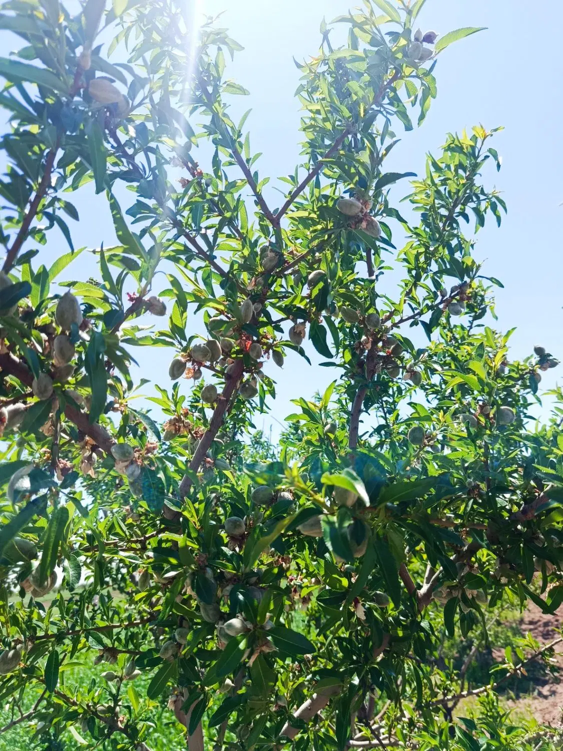 باغ در ناصراباد