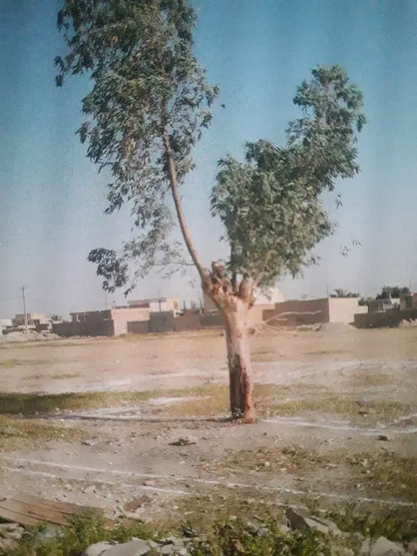 زمین سند دار