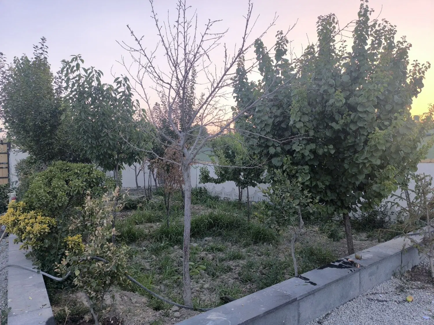 باغ ویلا