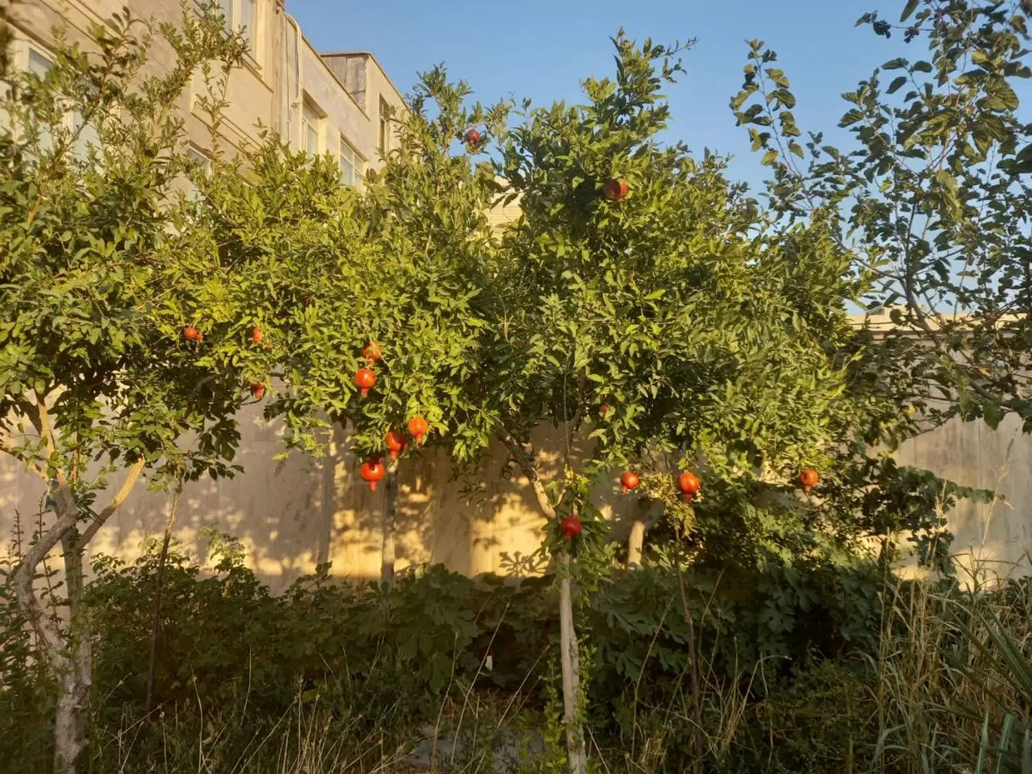 اجاره اپارتمان