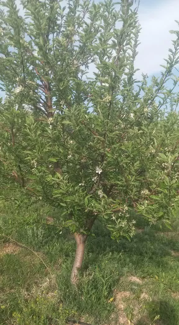 باغ قطره ای در اهر