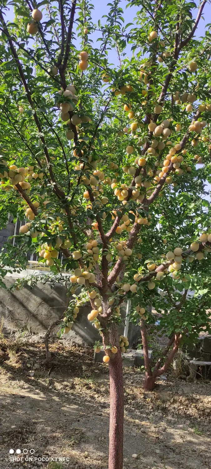 باغ 500 متری اصفهان فوق‌العاده