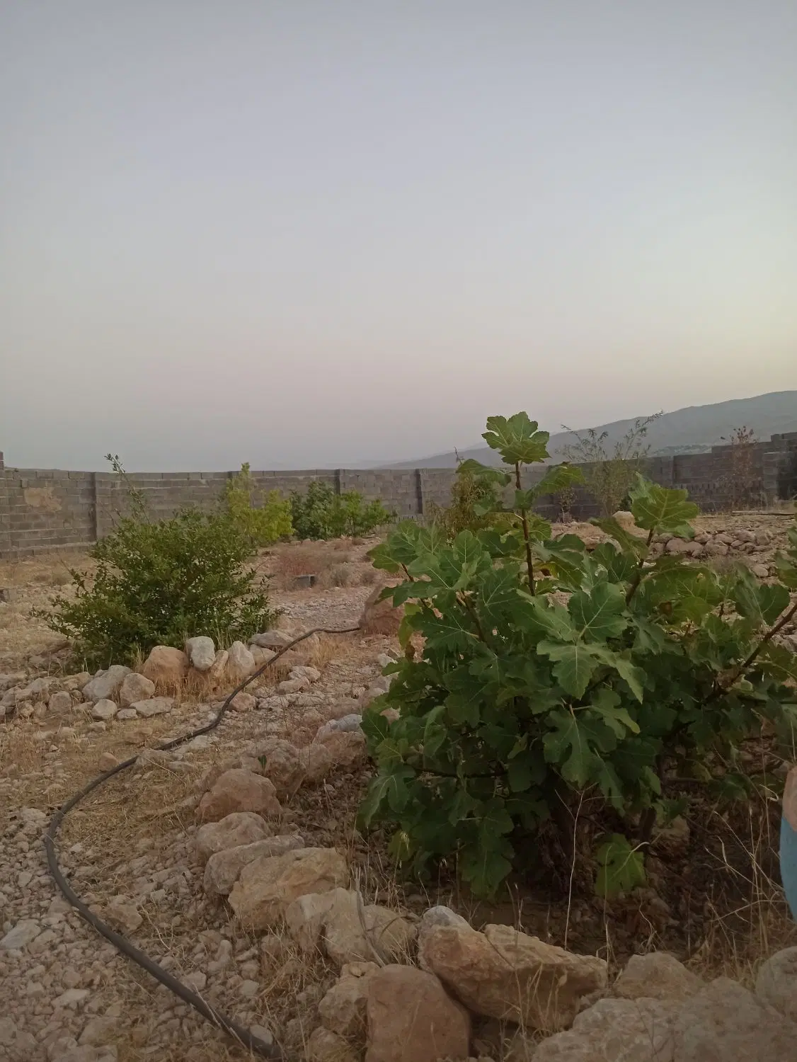 باغچه تنگکرم