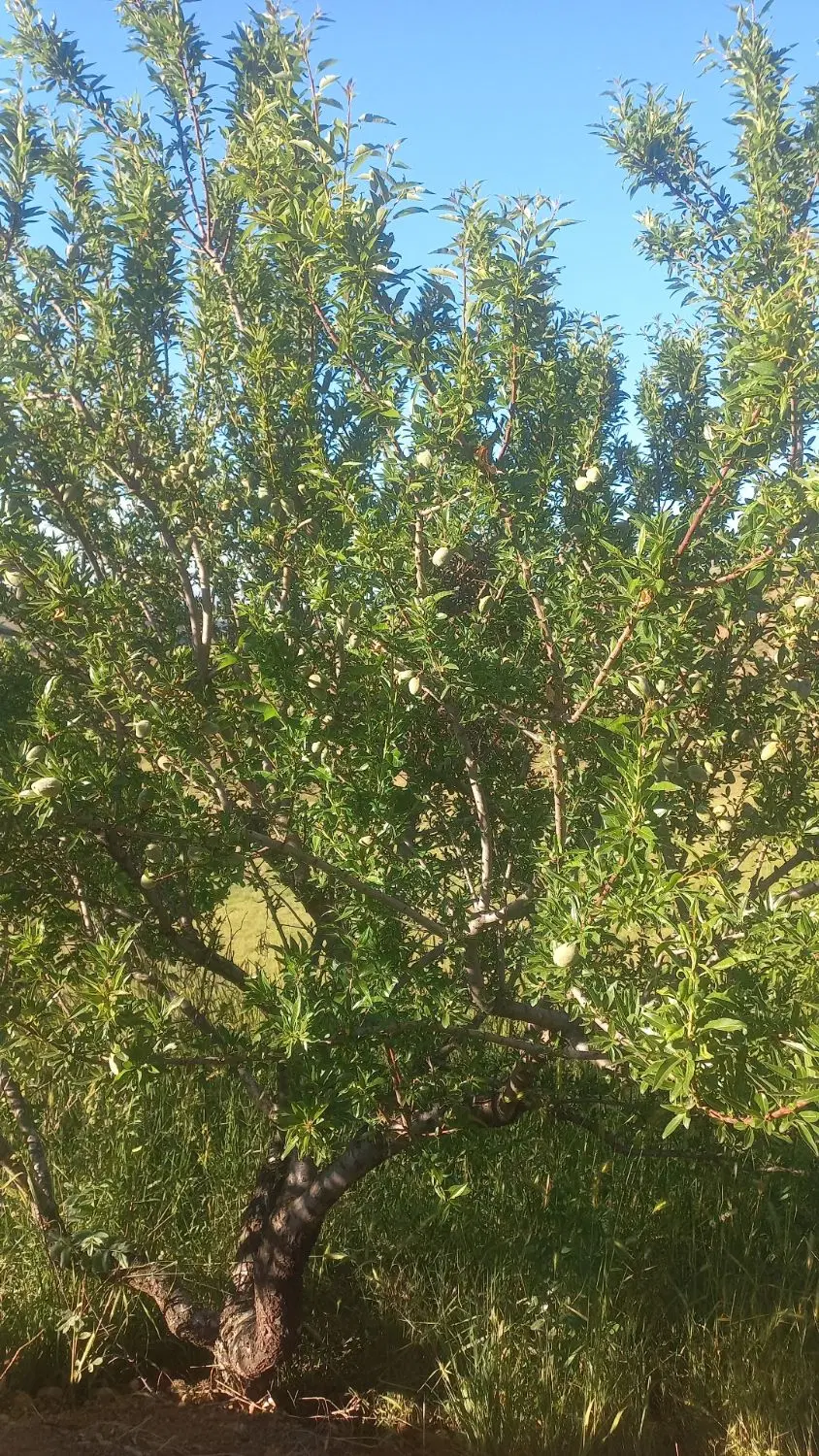 یک قطعه زمین در جسوری به متراژ ۲۲۰ متر