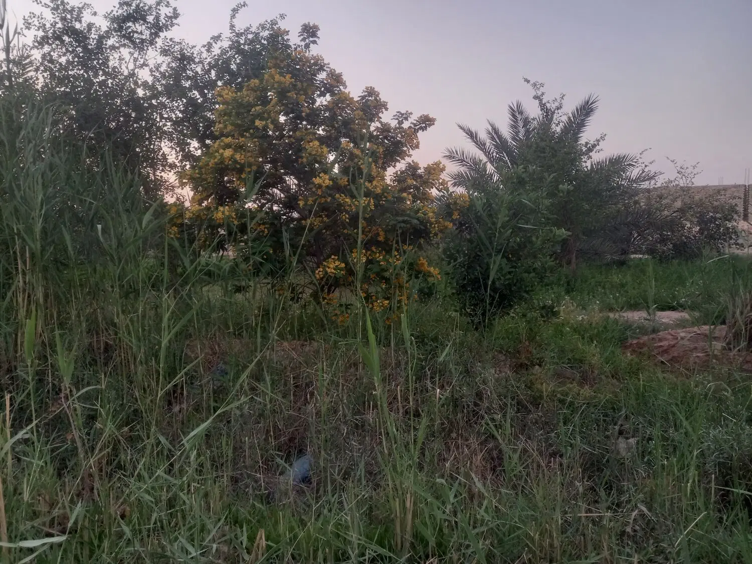 باغ نخلستان