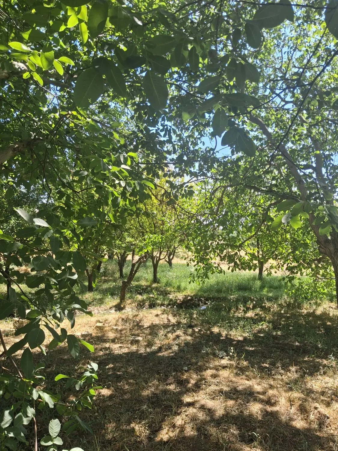 ۳۰۰۰ متر زمین با آب کشاورزی در گوار عقیل آباد