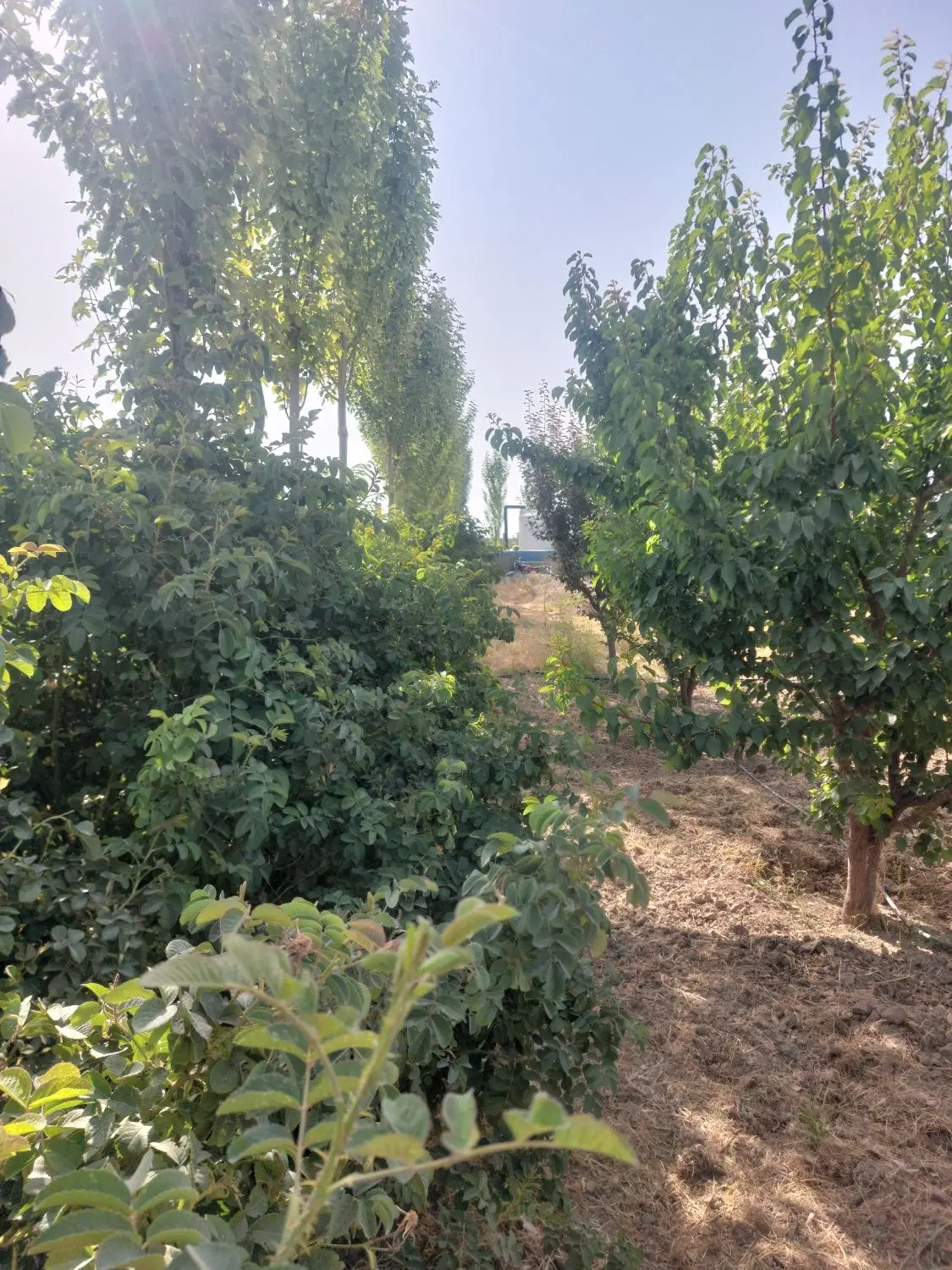 فروش باغ جهان ۲۰۰۰ متری دارای سند ۶ دانگ تک برگ