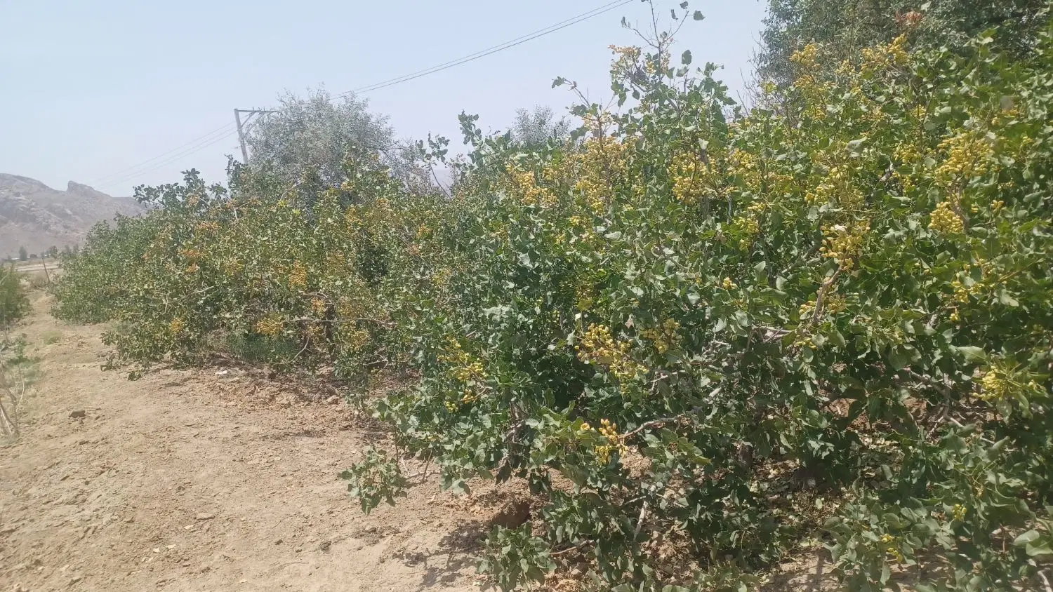 خونه باغ