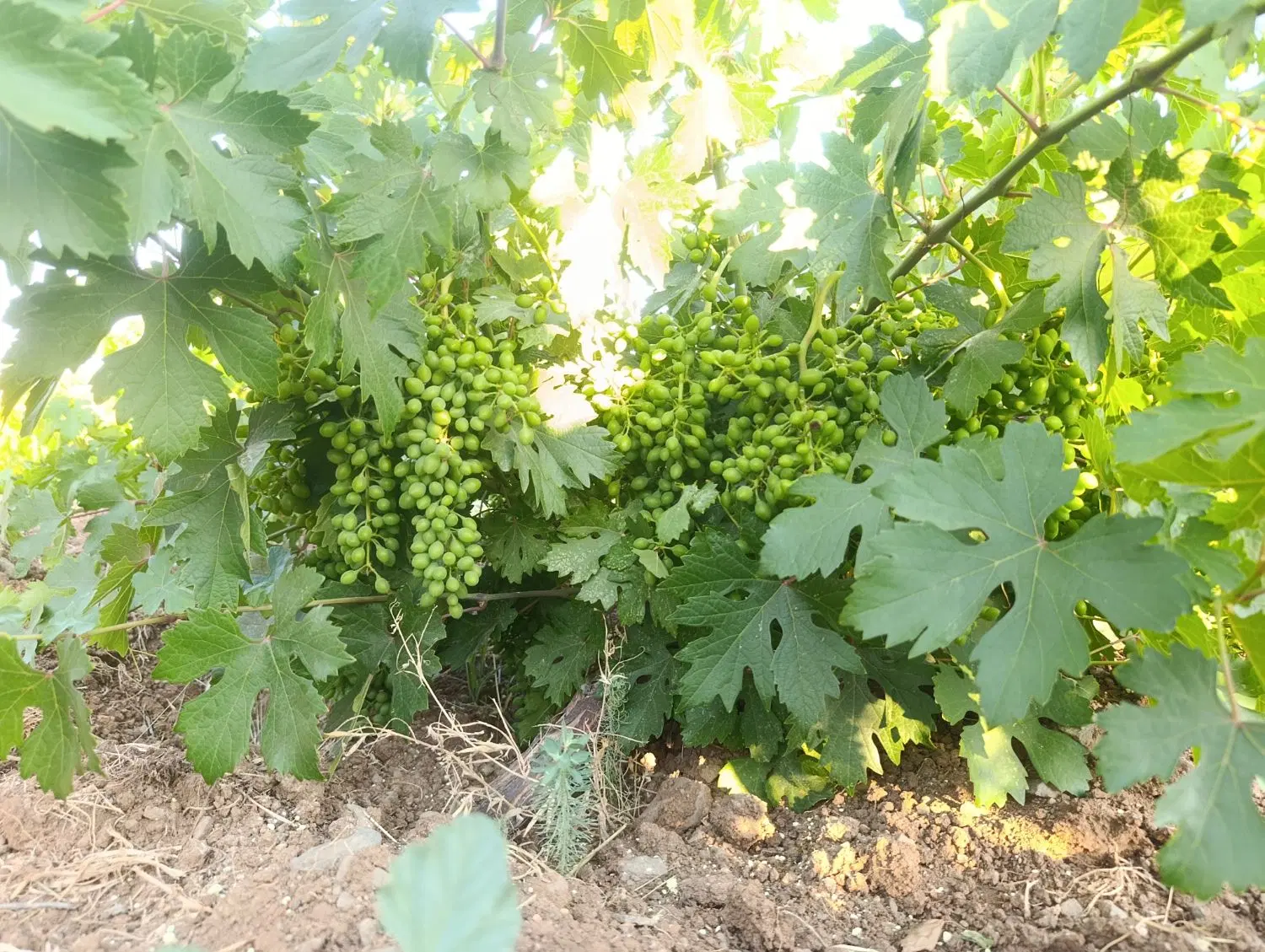 فروش باغ در روستای وندرنی علیا