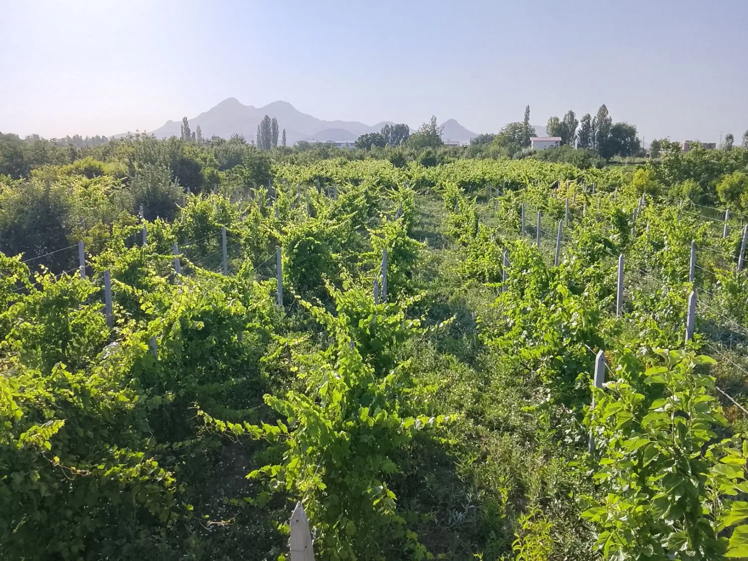 فروش باغ فوری