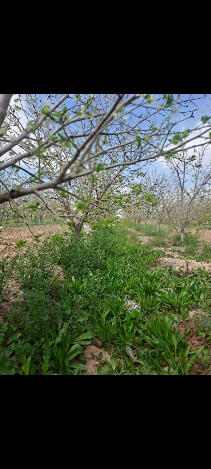 باغ زیبا سندششدنگ عباس اباد