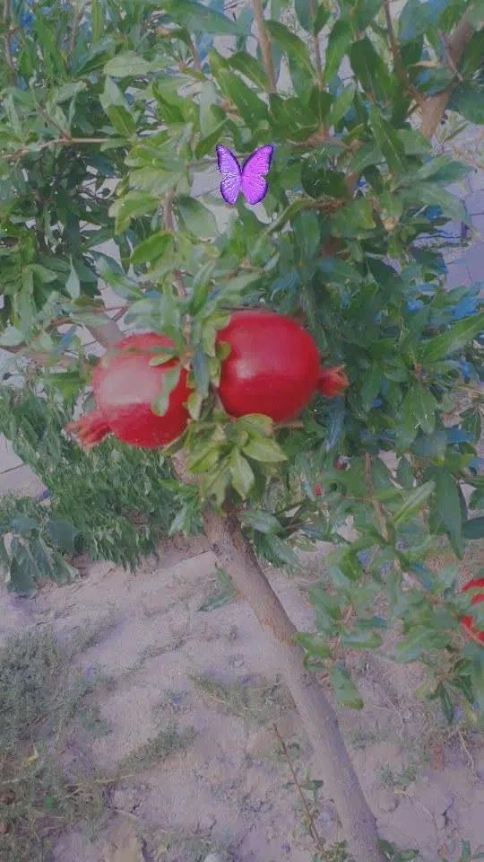 خونه باغ