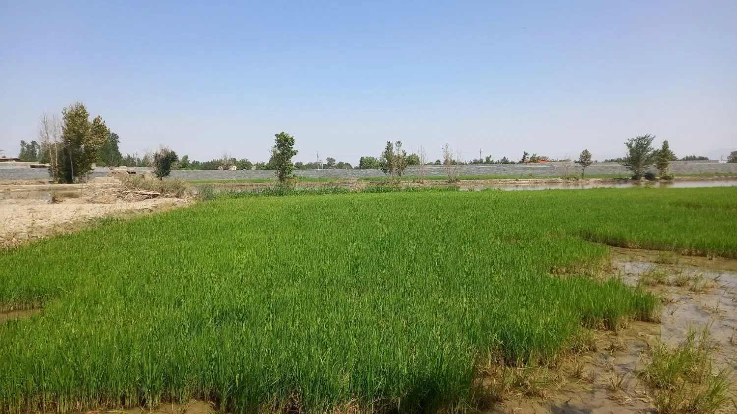 فروش خزانه و نشاء برنج