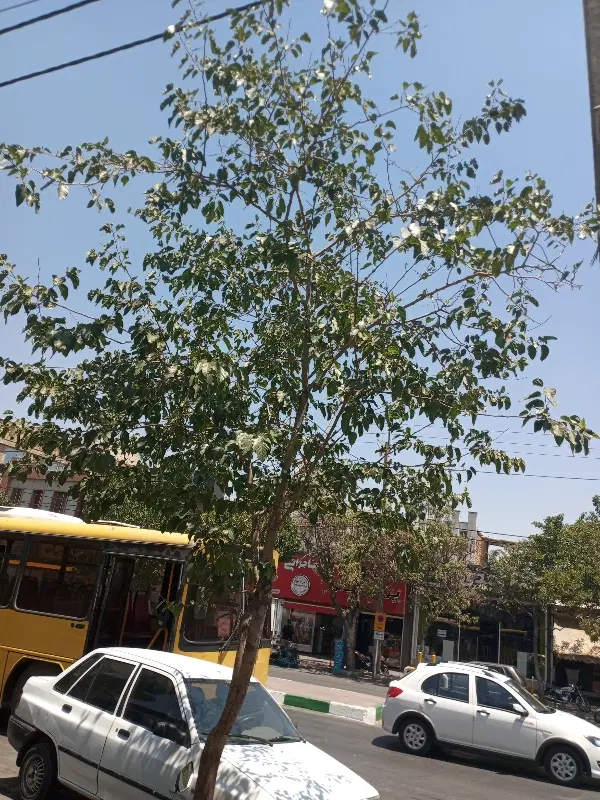 زمین باغی جاده میقان