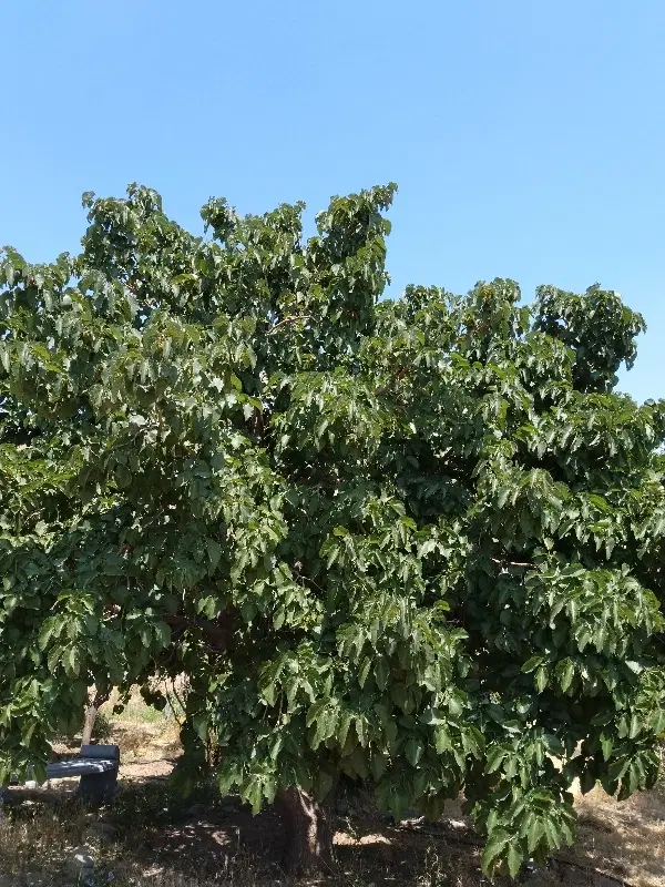 باغچه چنارک