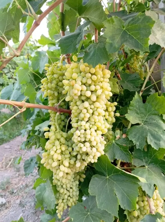 اجاره باغ انگور و سیب (نقدی) شراکتی و اجاره کامل