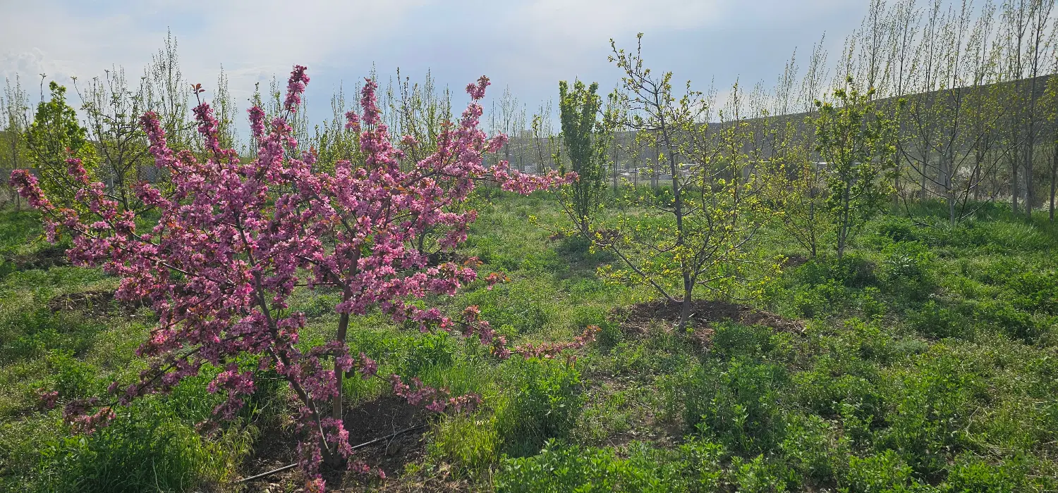 زمین مسکونی