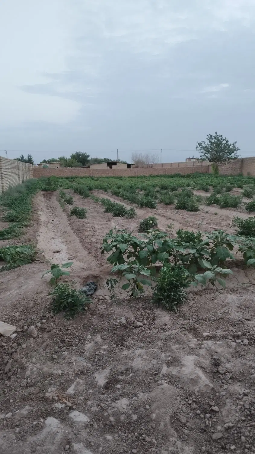 زمین ملکی باغی دور دیوار