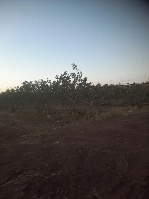زمین باغی فروشی