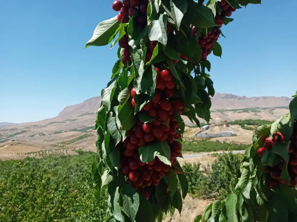 فروش باغ باغچه