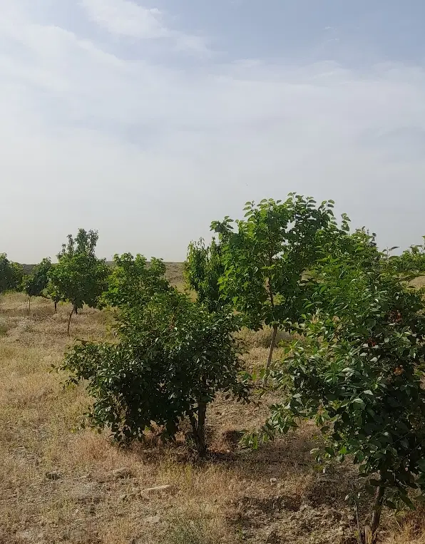باغ توت و گیلاس سرسبز پرمیوه کاهو شاندیز