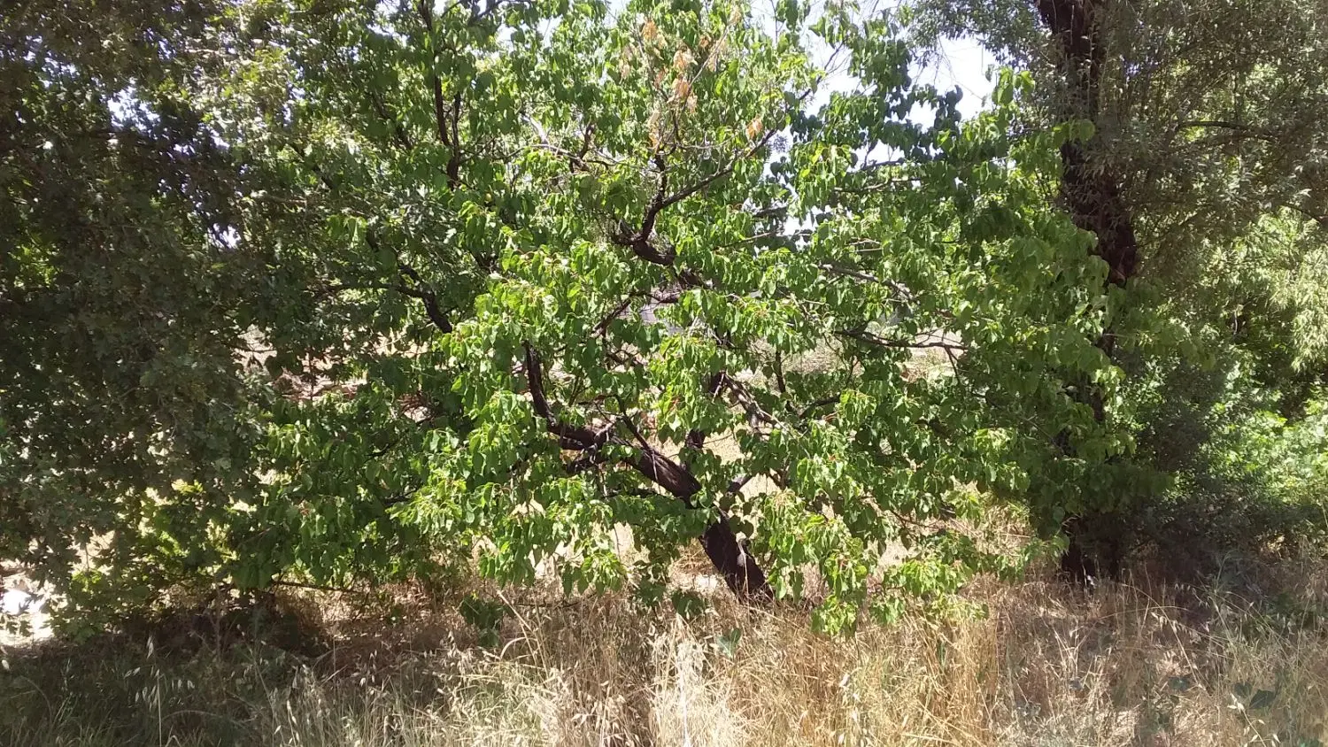 باغ فروشی در روستای هستیجان