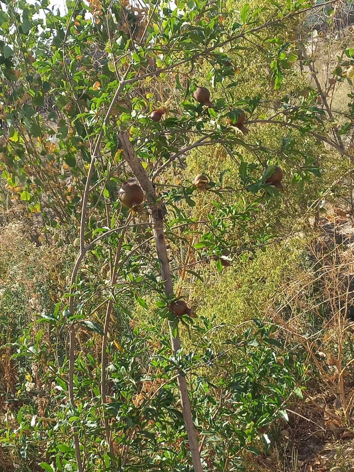یک باب زمین باغی