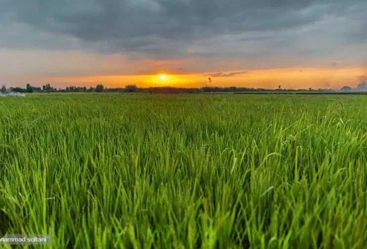 زمین کشاورزی