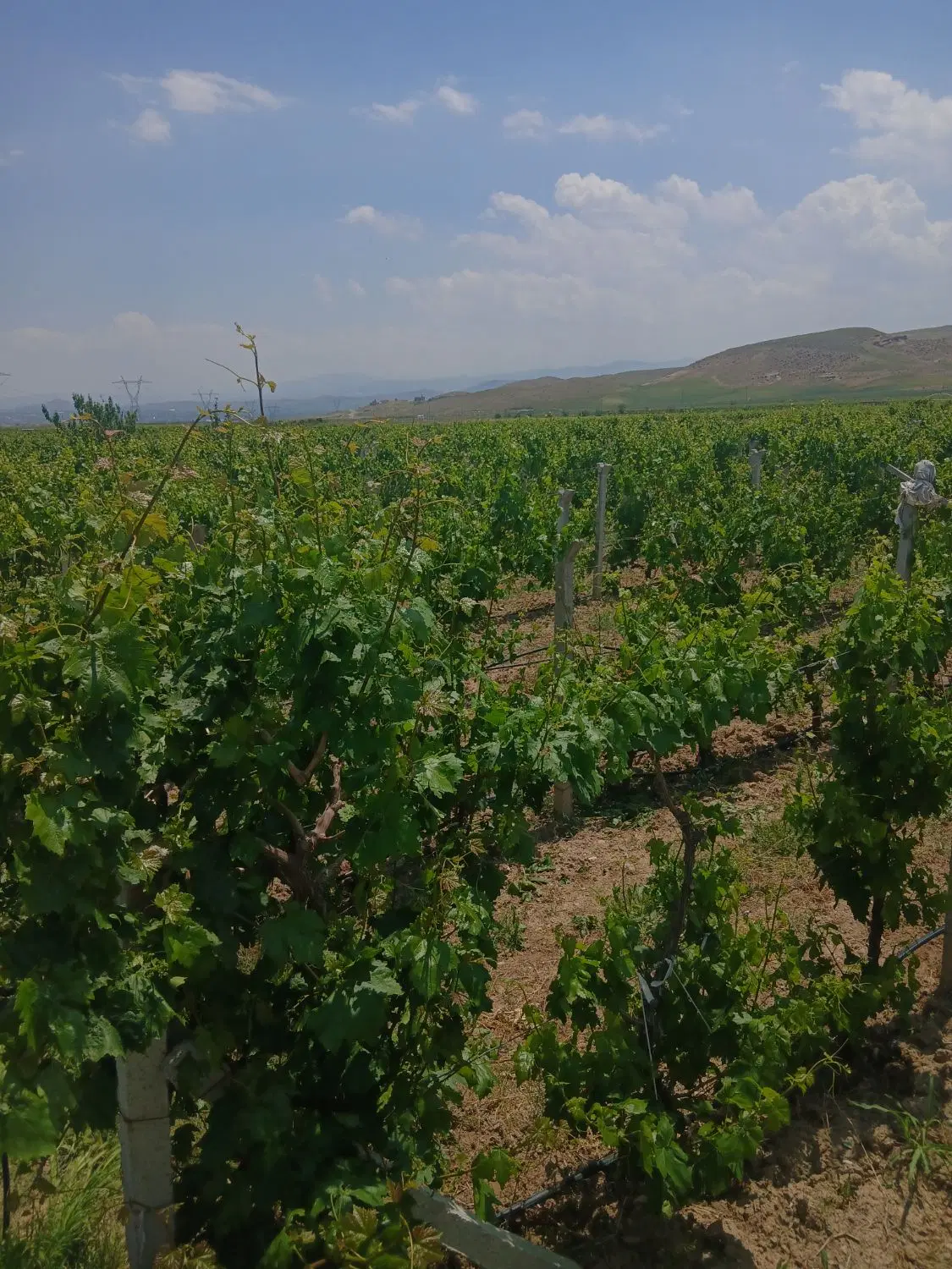 باغ انگور حدودا ۲ هزار متر