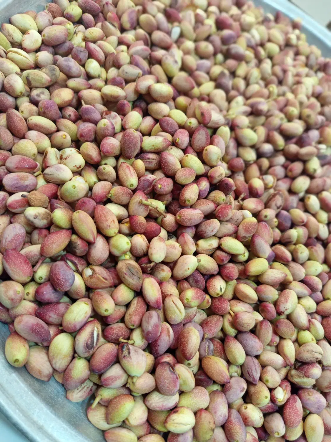 باغ پسته