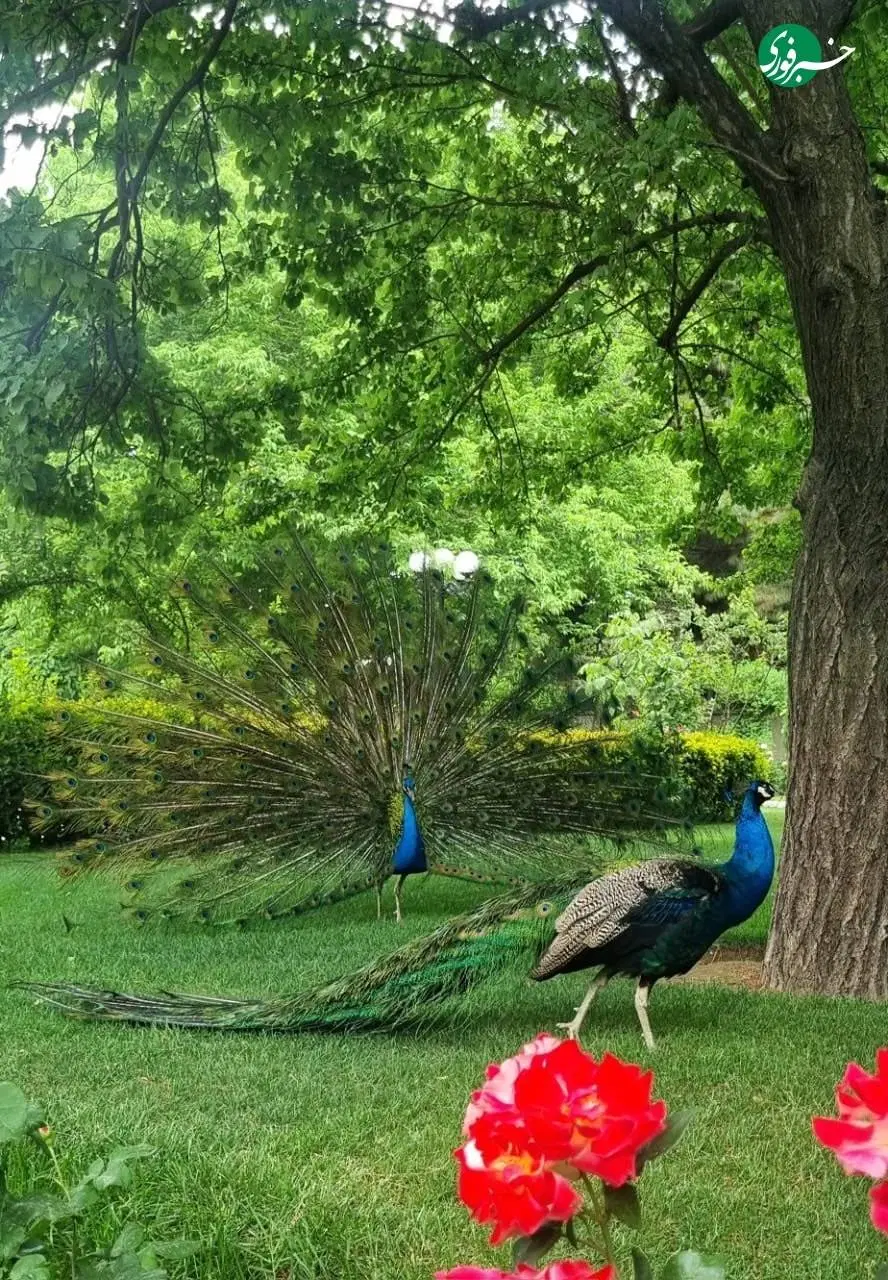 زمین کشاورزی