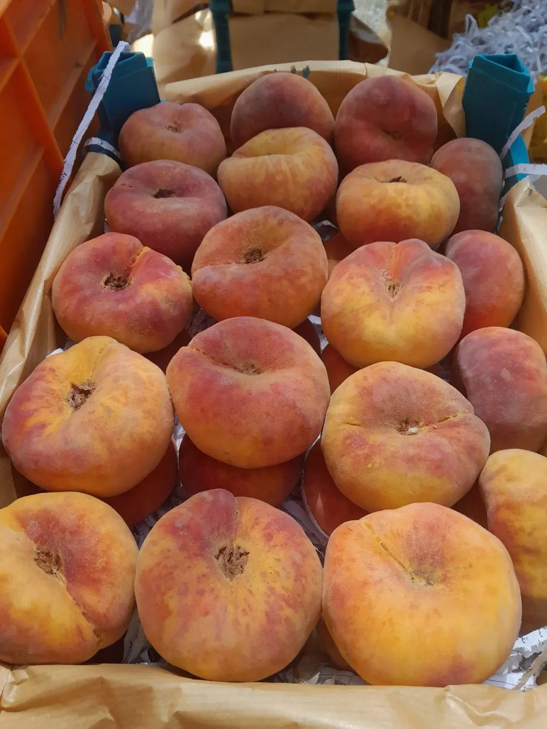 فروش باغ