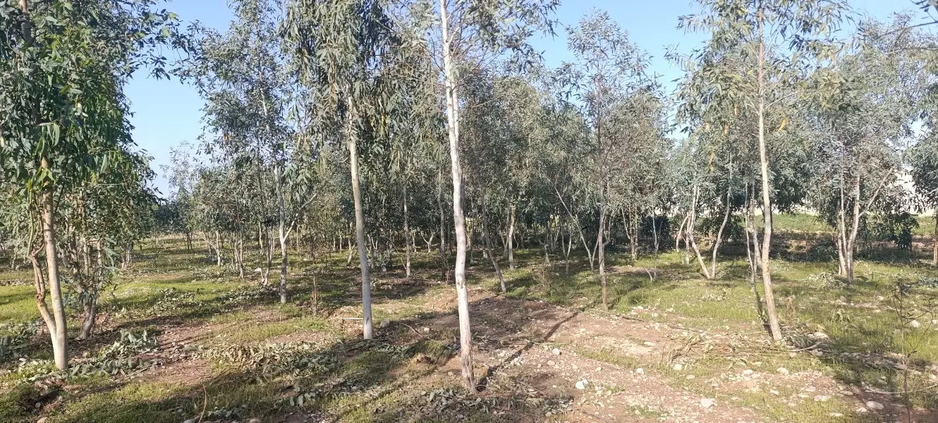 چمگلک‌معاوضه‌زمین‌مسکونی‌ با زمین‌باغی