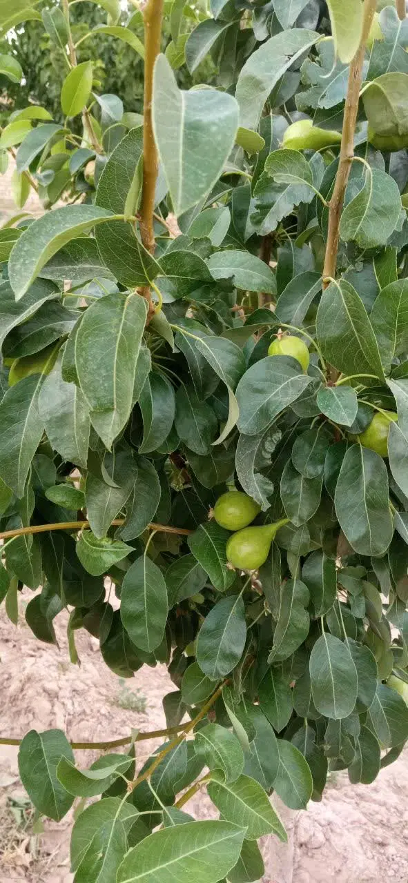 باغ فروشی مهروس