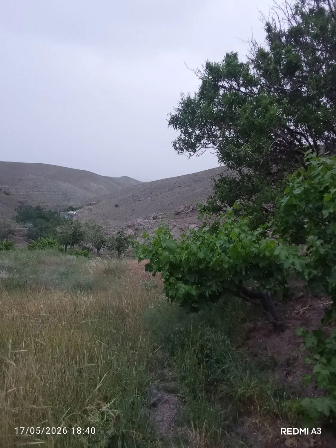 ف باغ انگور
